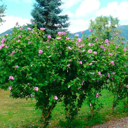 Propriete De 2 Chambres Avec Jardin Amenage Et Wifi A Nyaraló